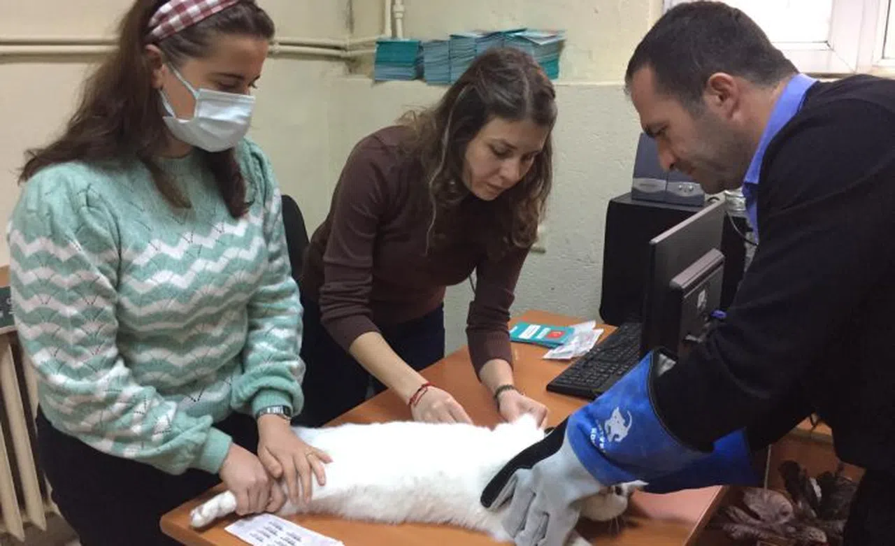 Sahipli kedi ve köpeklere pasaport verilecek