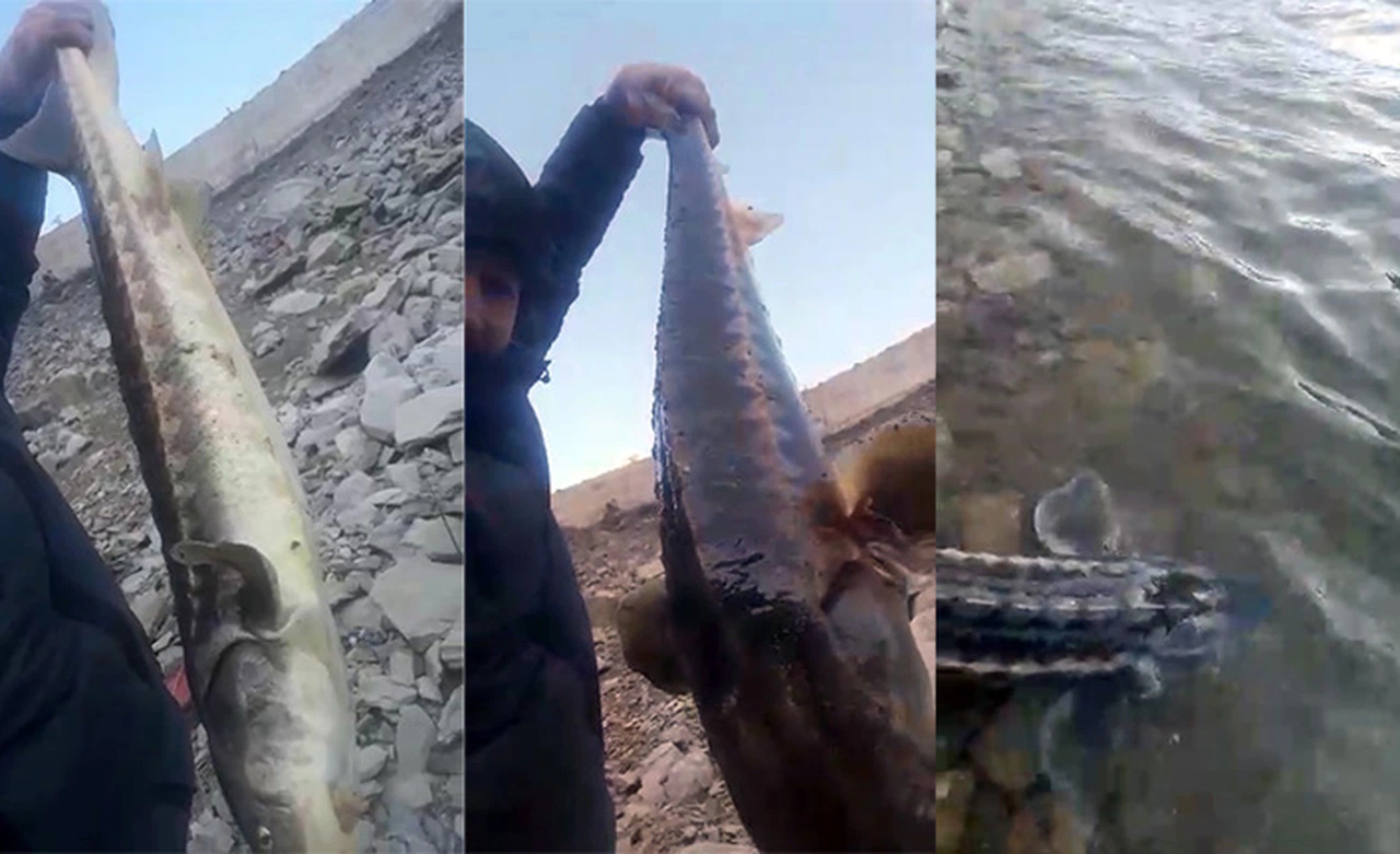 200 milyon yıldır var olan Mersin Balığı Gümüşhane’de görüldü