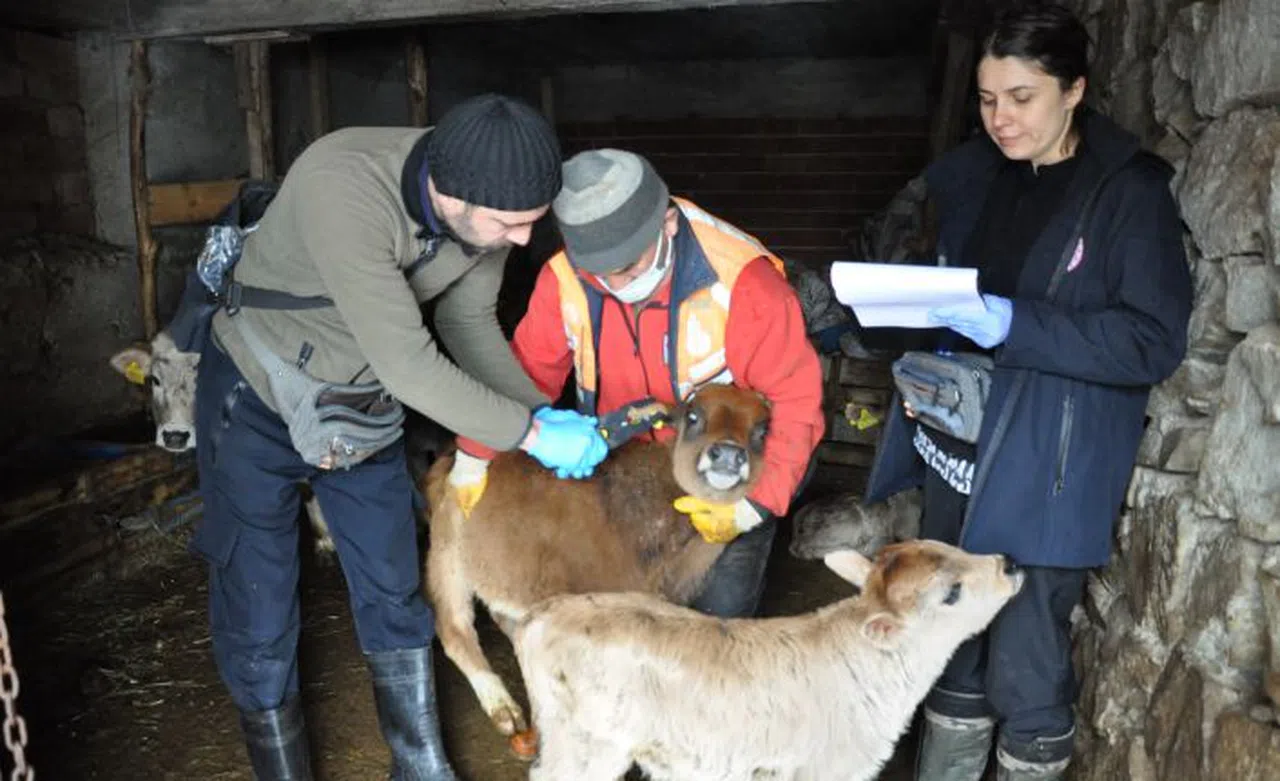 İlkbahar dönemi aşılama kampanyaları devam ediyor