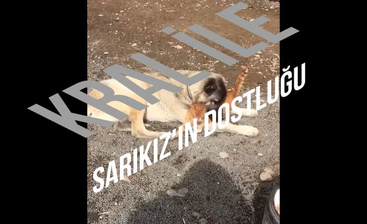 ‘Kral’ ile kedinin dostluğu insanlığa örnek oluyor