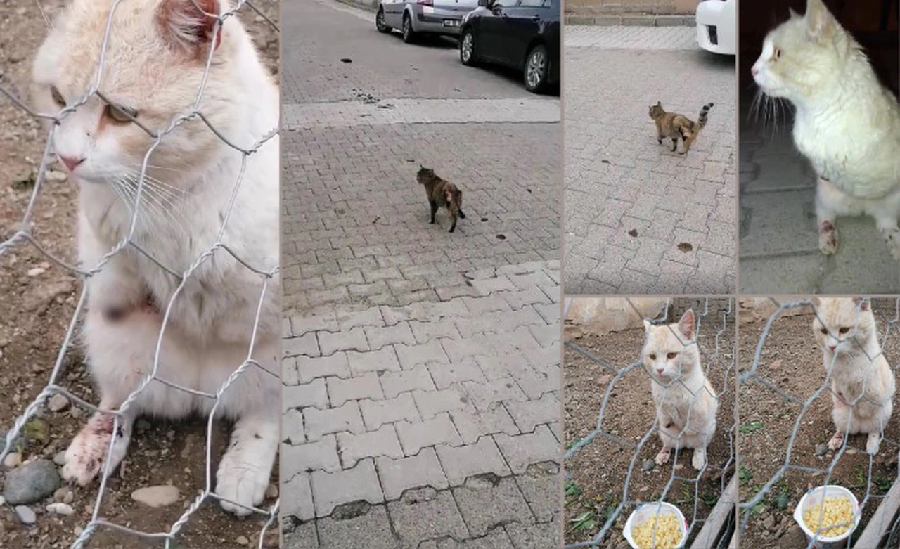 Bacakları ve kuyrukları kesilen kediler tepkilere neden oldu