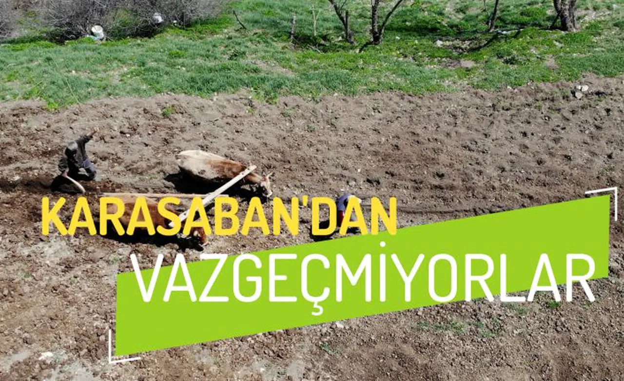 Zorlu şartlara rağmen karasaban ile üretime devam ediyorlar