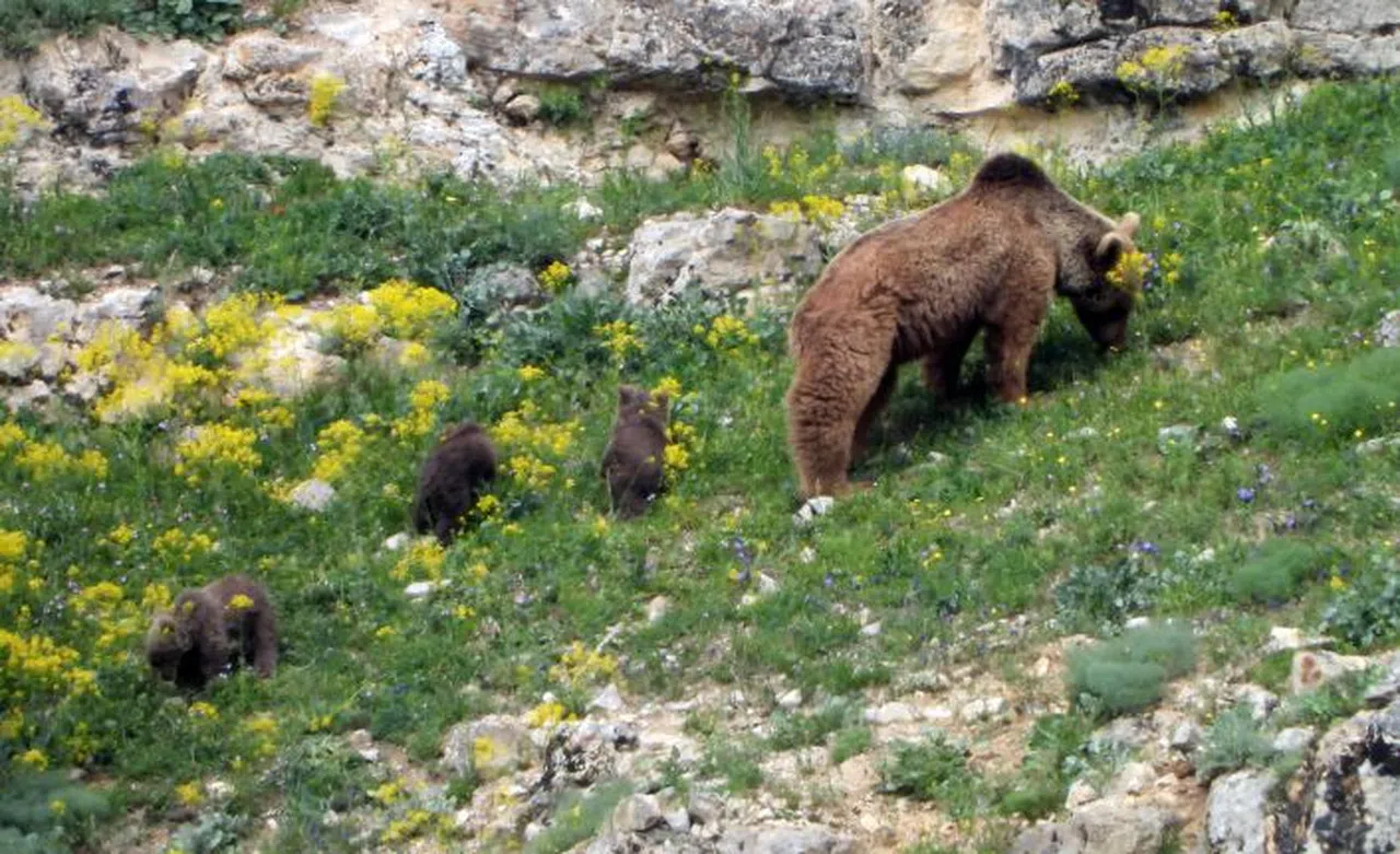 Gümüşhane’de köye inen ve birbiriyle oynayan yavru ayılar kameralarda