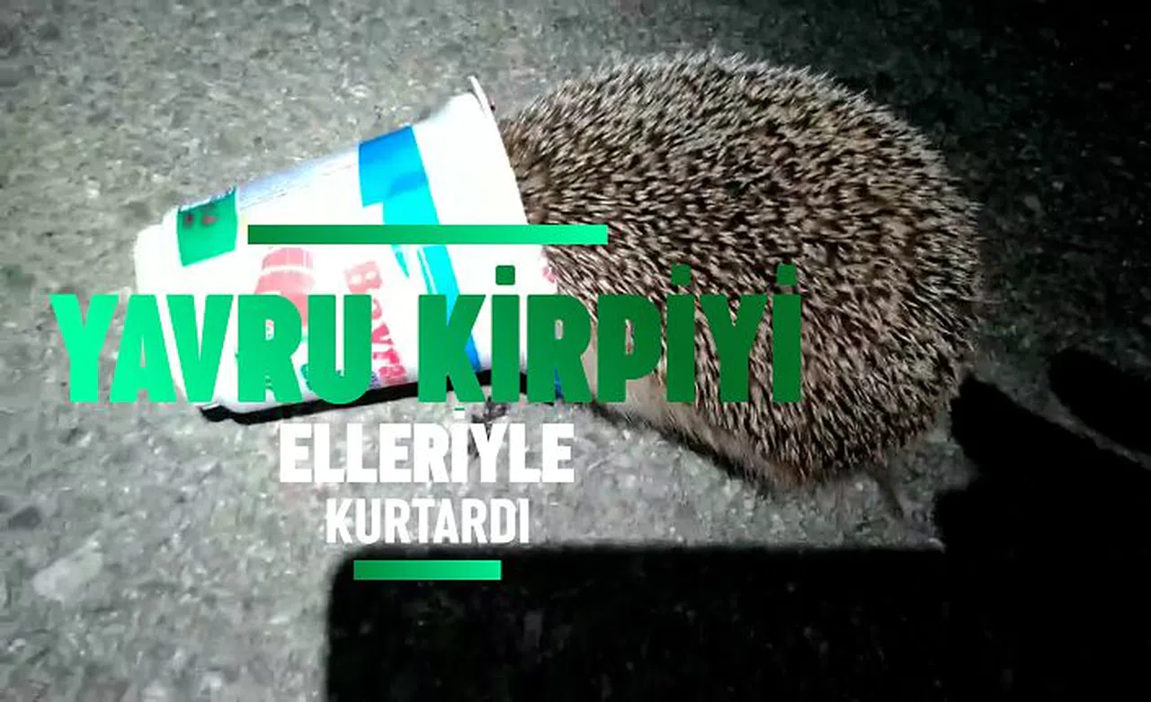 Kafasını ayran kutusuna sıkıştıran yavru kirpiyi kurtardı