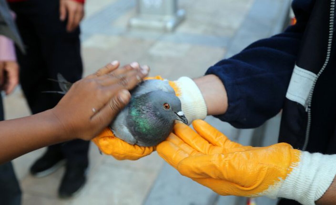 Çatıda asılı kalan güvercini itfaiye ekipleri kurtardı