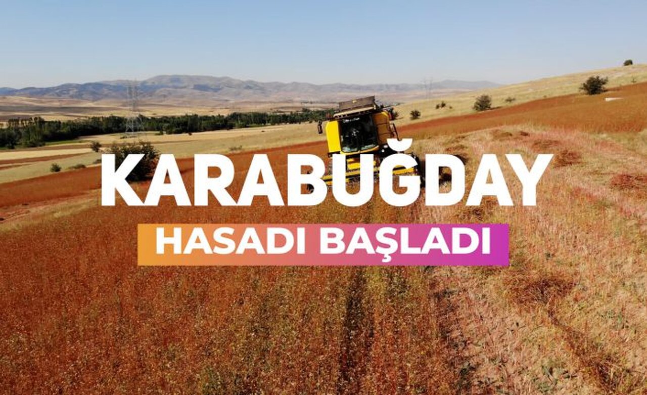 Gümüşhane karabuğdayın başkenti olma yolunda ilerliyor