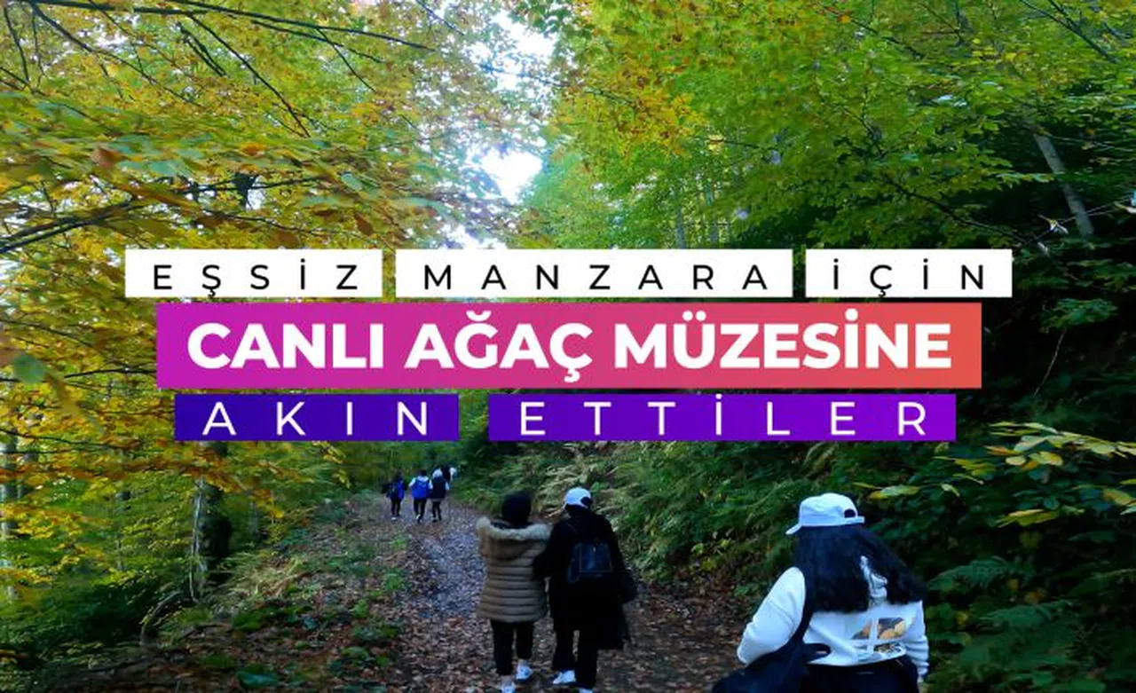 Eşsiz manzarayı görmek için canlı ağaç müzesine akın ettiler