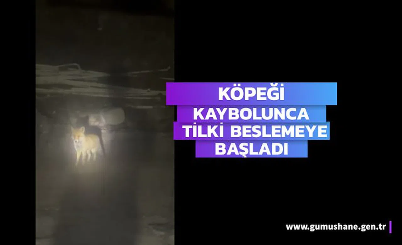 Kaybolan köpeğinin yerine tilki beslemeye başladı