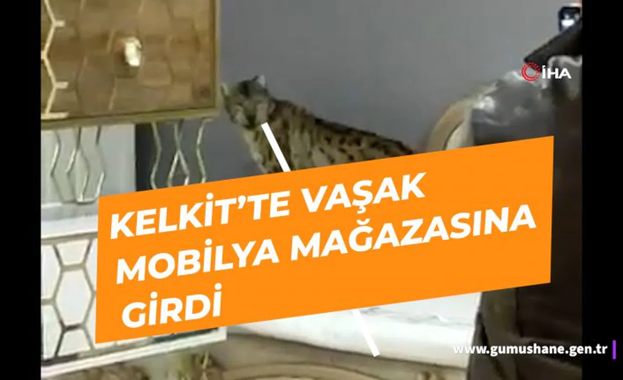 Gümüşhane’de korkan Vaşak mobilya mağazasına girdi