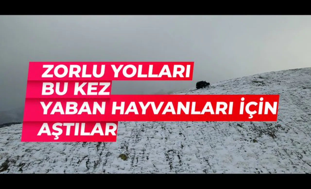 Zorlu yolları bu kez yaban hayvanları için aştılar