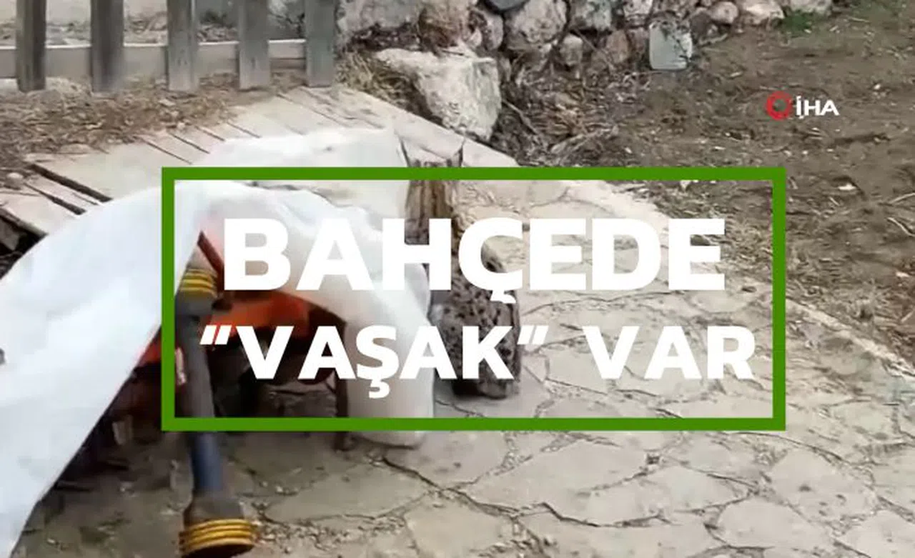 Köy evinin bahçesinde keşif yapan vaşak kameraya takıldı
