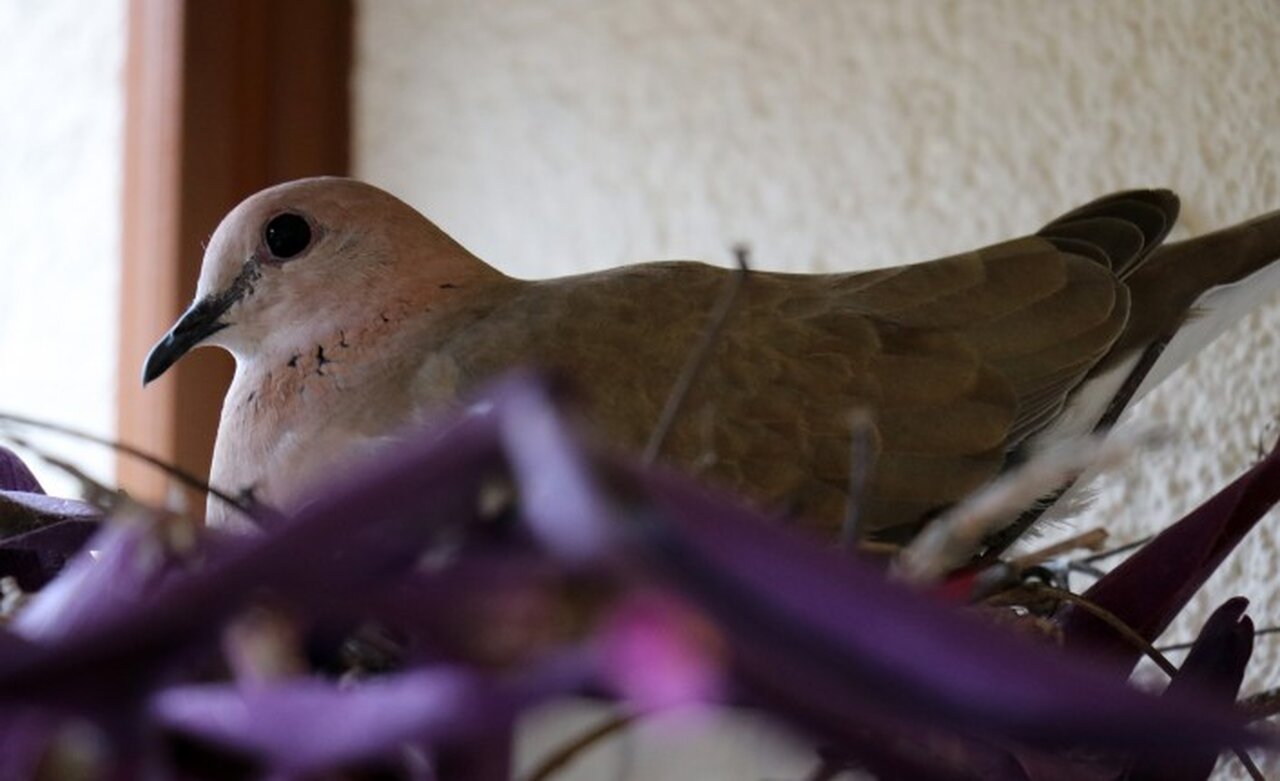 Kumrular 5 yıldır balkondaki kombinin üzerine yuva yapıyor