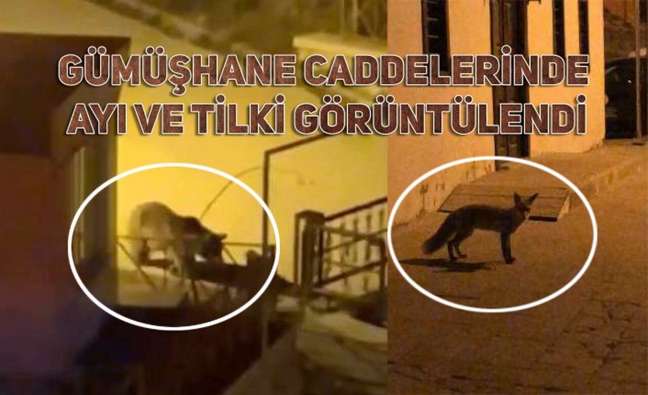 Gümüşhane caddelerinde ayı ve tilki görüntülendi