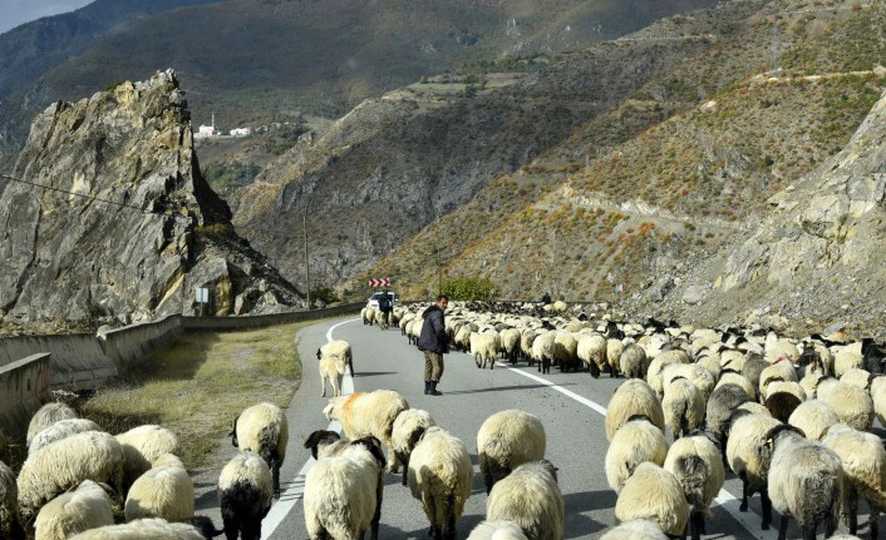 Gümüşhane'nin yüksek yaylalarından sürü göçleri devam ediyor