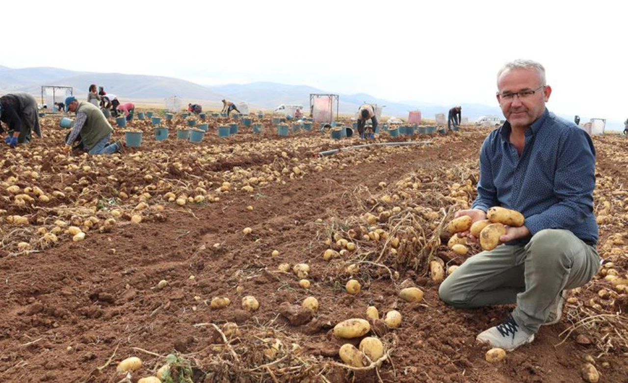 Gümüşhane'de patates hasadı bitmek üzere