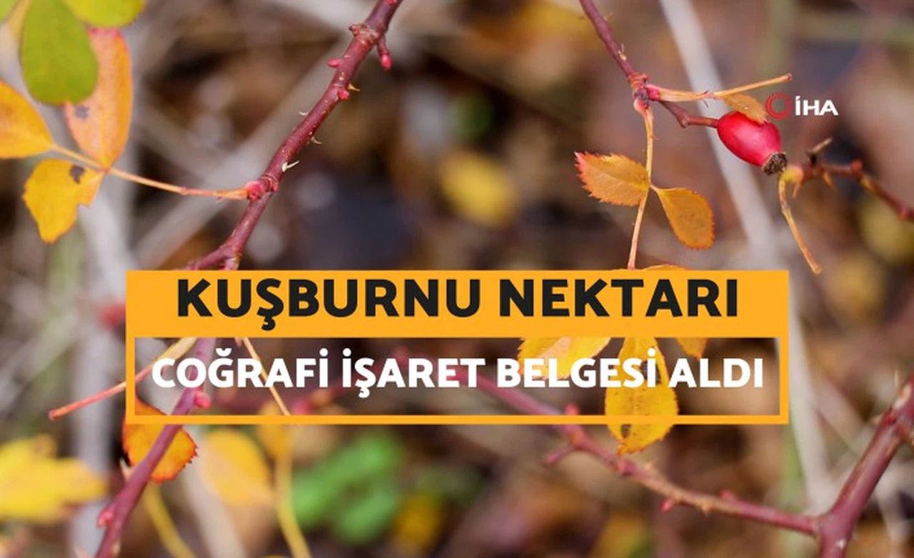 Gümüşhane'nin şifa dolu hazinesi Kuşburnu Nektarı coğrafi işaret aldı