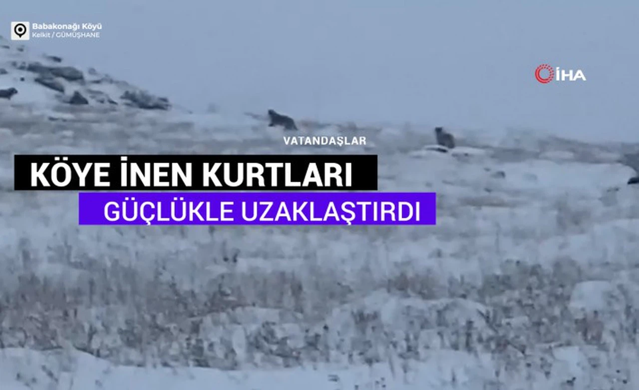 Vatandaşlar köye gelen kurt sürüsünü güçlükle uzaklaştırdı