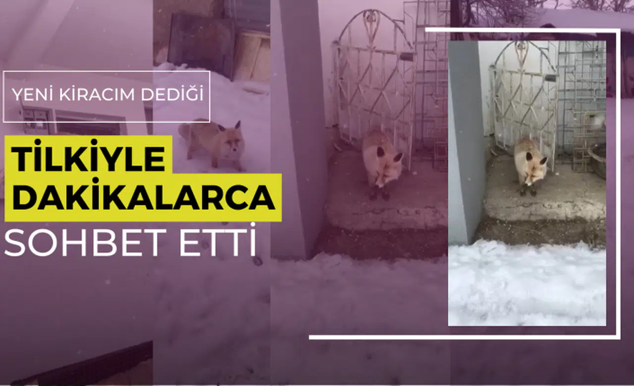 “Yeni kiracım” dediği tilkiyle dakikalarca sohbet etti