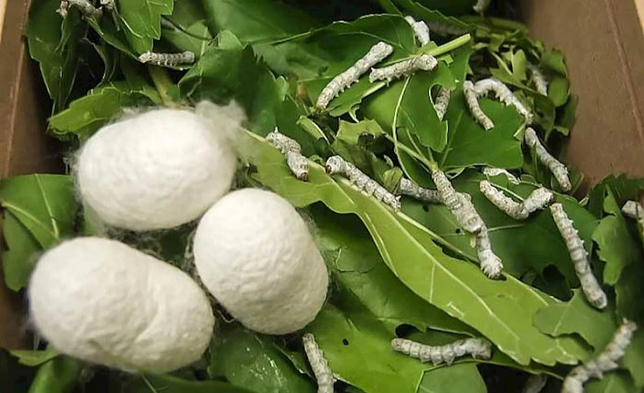 İpekböcekçiliği eğitimleri başlıyor