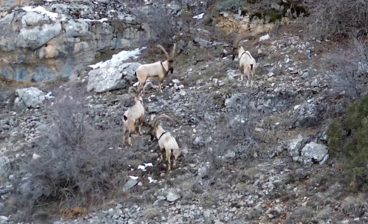 Yaban keçileri ve ayılar dronla görüntülendi