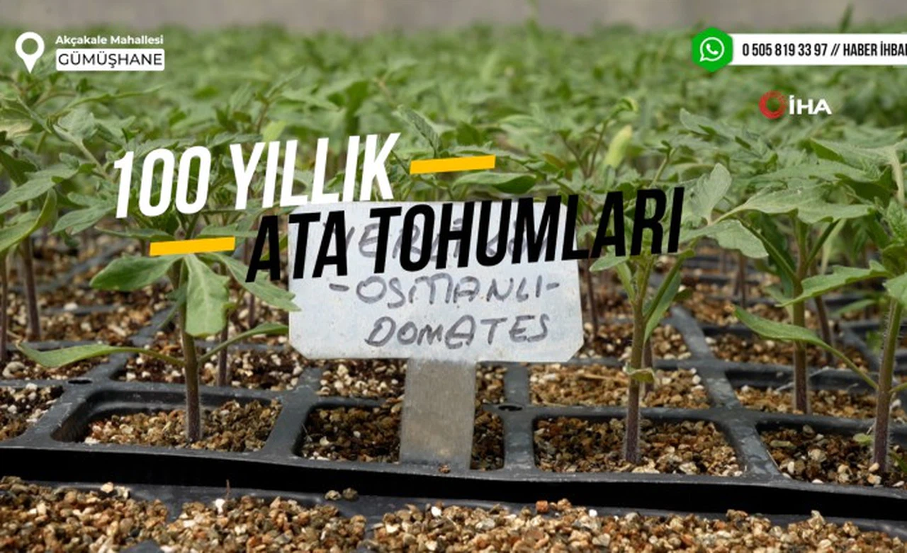 100 yıllık tohumlarla ‘Osmanlı domatesi’ fidesi üretiyor