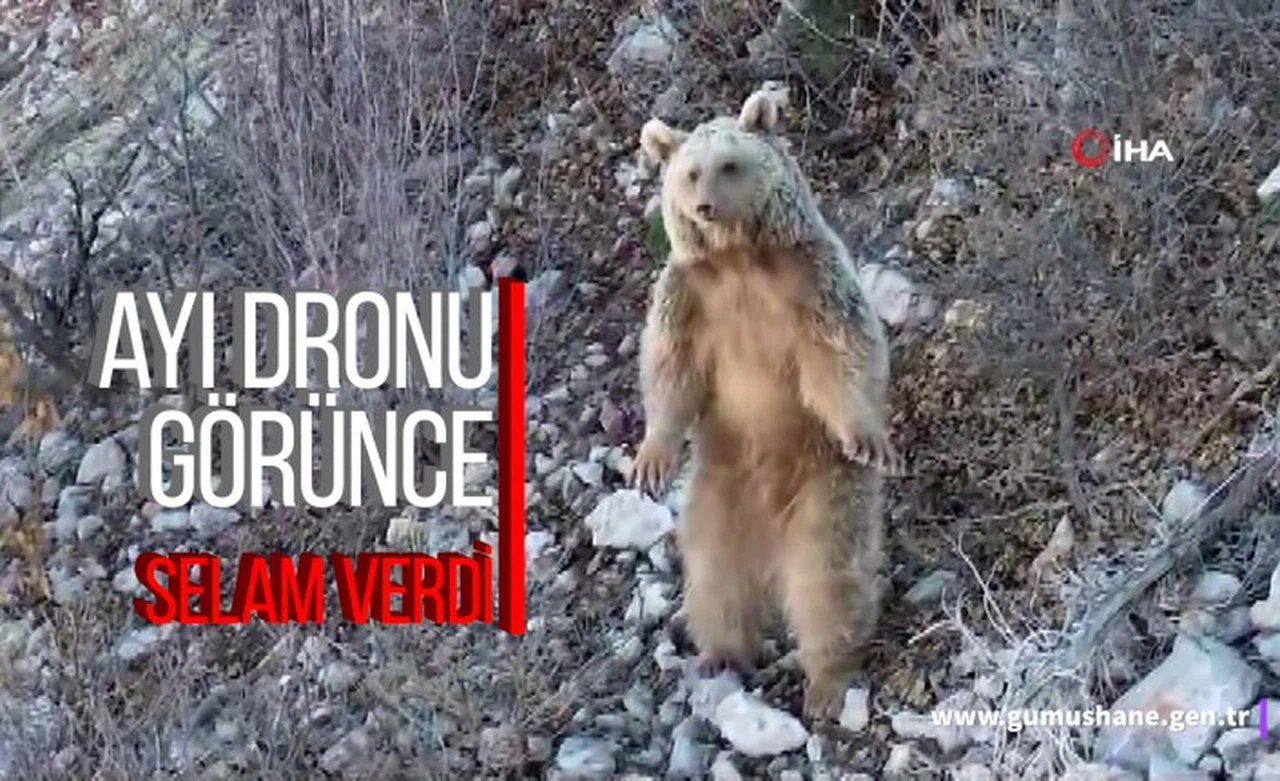 Kış uykusundan uyanan ayı dronu görünce selam verdi