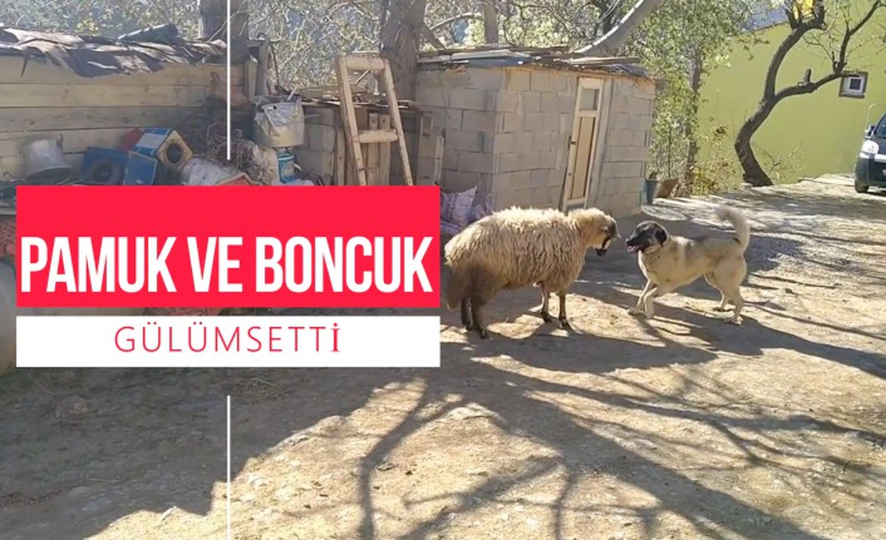 Pamuk'la Boncuk’un o anları gülümsetti