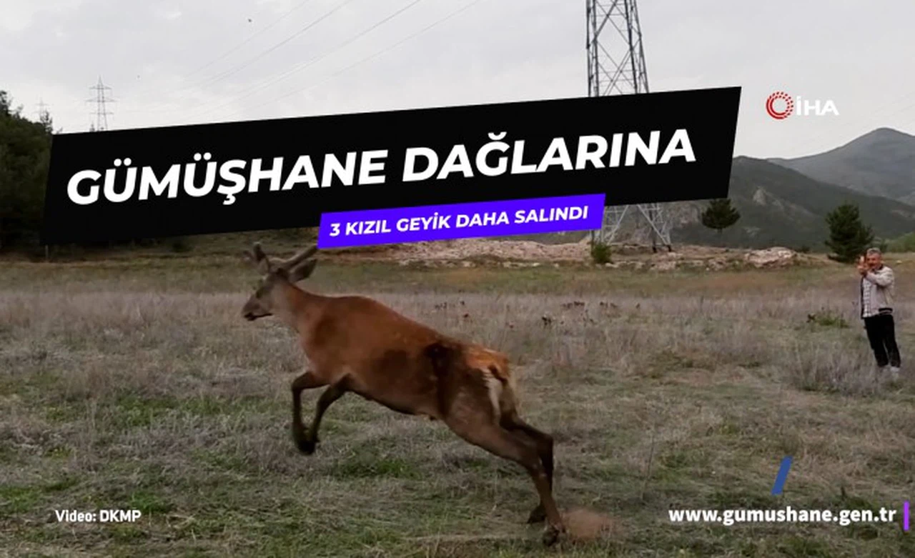 Gümüşhane dağlarına 3 kızıl geyik daha salındı