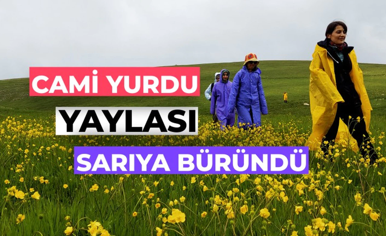 Cami Yurdu Yaylası baharın renk cümbüşüyle sarıya büründü
