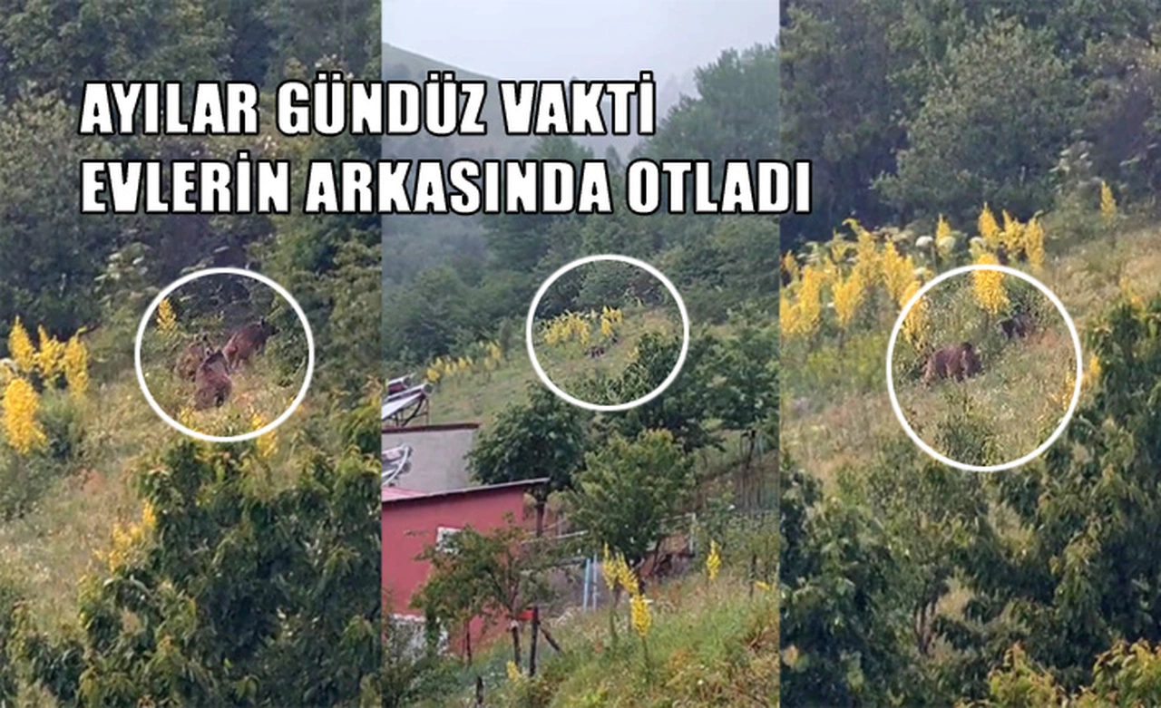 Gündüz vakti şaşırtan misafirler kameraya takıldı