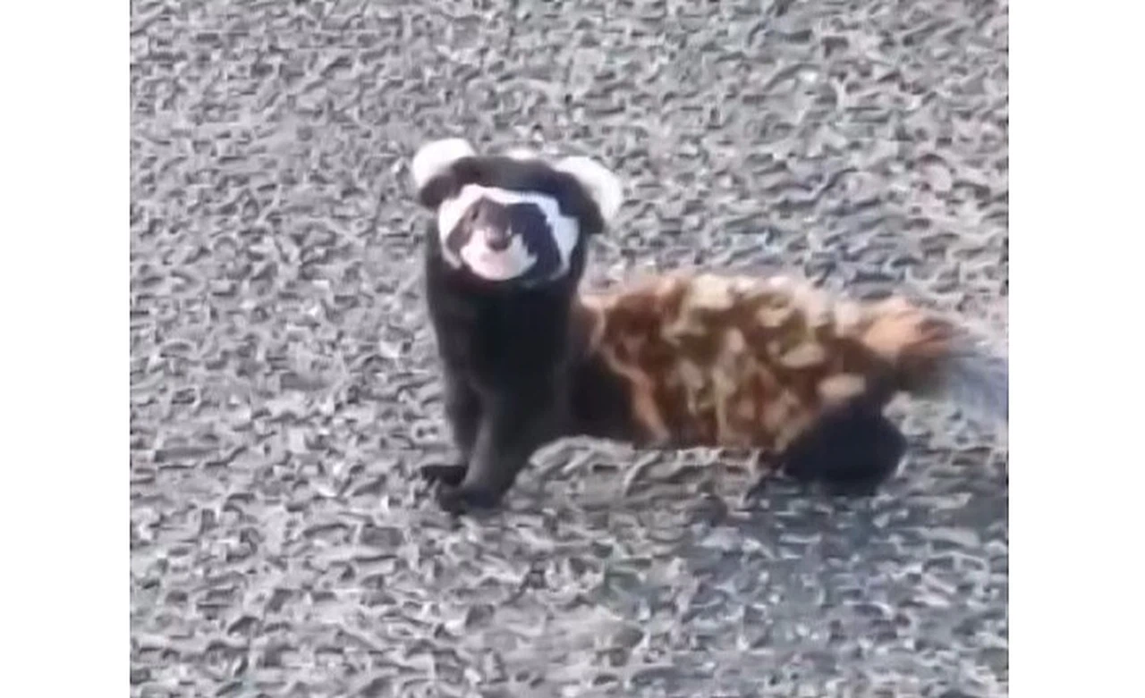 Şiran'da nesli tehlike altındaki 3 sevimli ‘Alaca sansar' görüntülendi