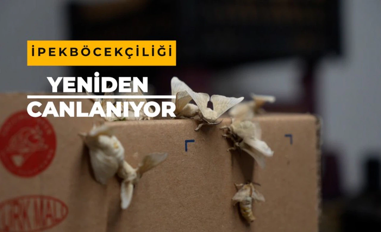 Gümüşhane’nin meşhur dutu ipek böcekçiliğine de hayat verdi