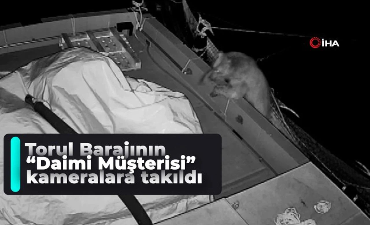 Alabalık çiftliğinin ‘daimi müşterisi’ ayı kameralara yakalandı