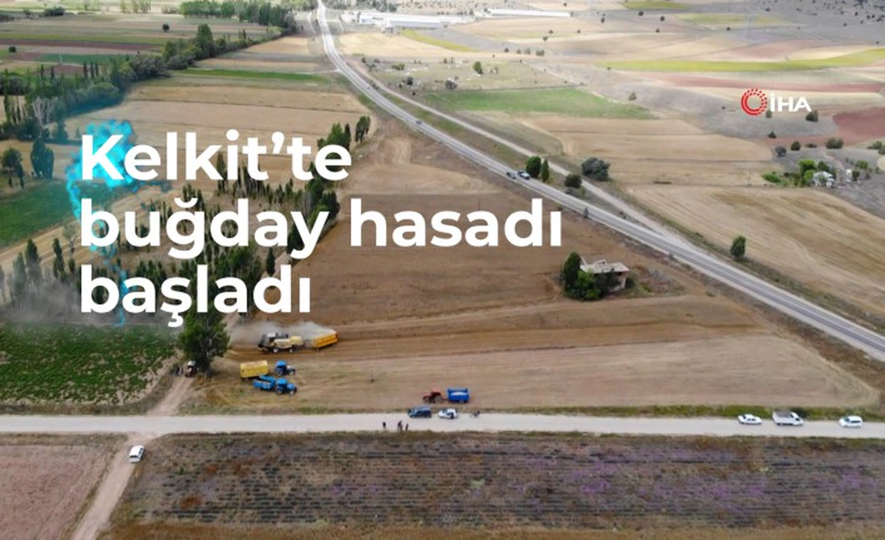 Kelkit’te buğday hasadı başladı, yağışlar rekolteyi olumsuz etkiledi