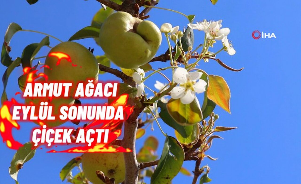 Sonbaharda baharı getiren armut ağacı görenleri şaşırtıyor