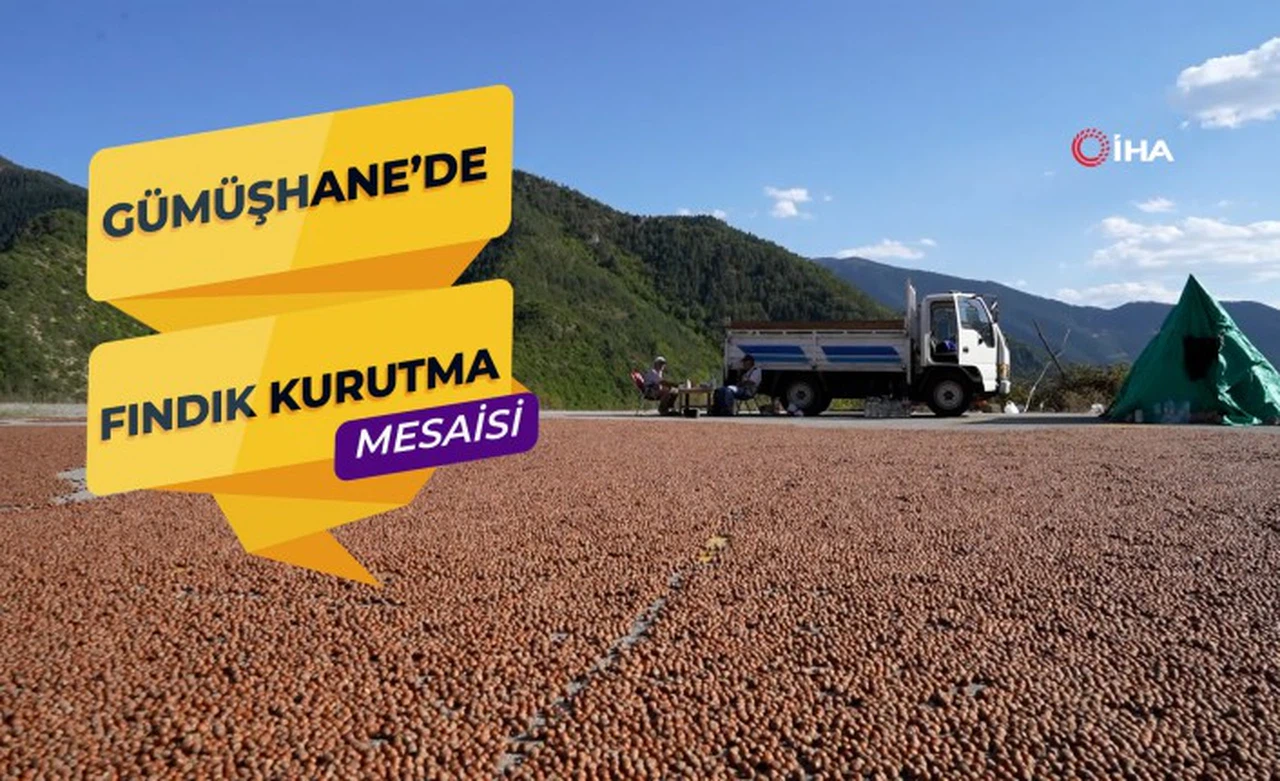 Üreticiler fındıkları kurutmak için Gümüşhane’yi mesken tuttu