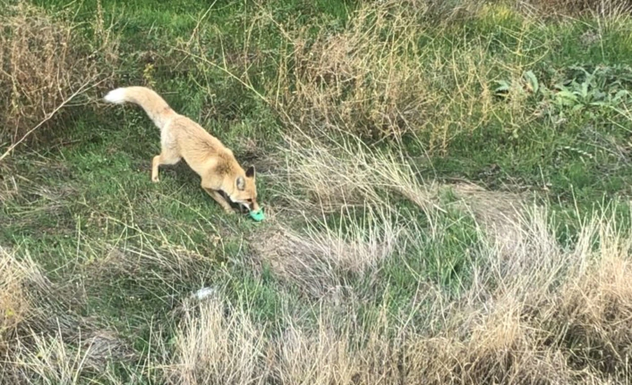 Şehir merkezinde tilkinin patlak topla oynaması güldürdü