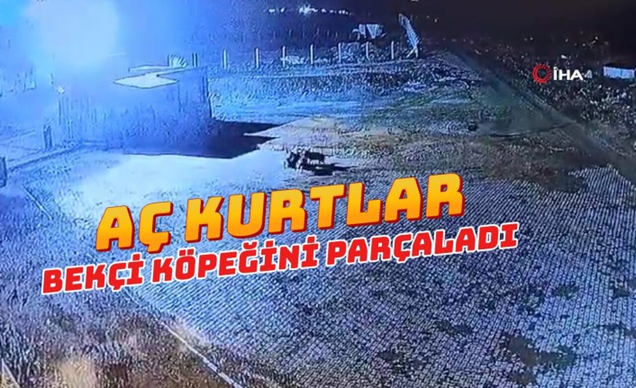 Gümüşhane’de aç kalan kurt sürüsü bekçi köpeğini parçaladı