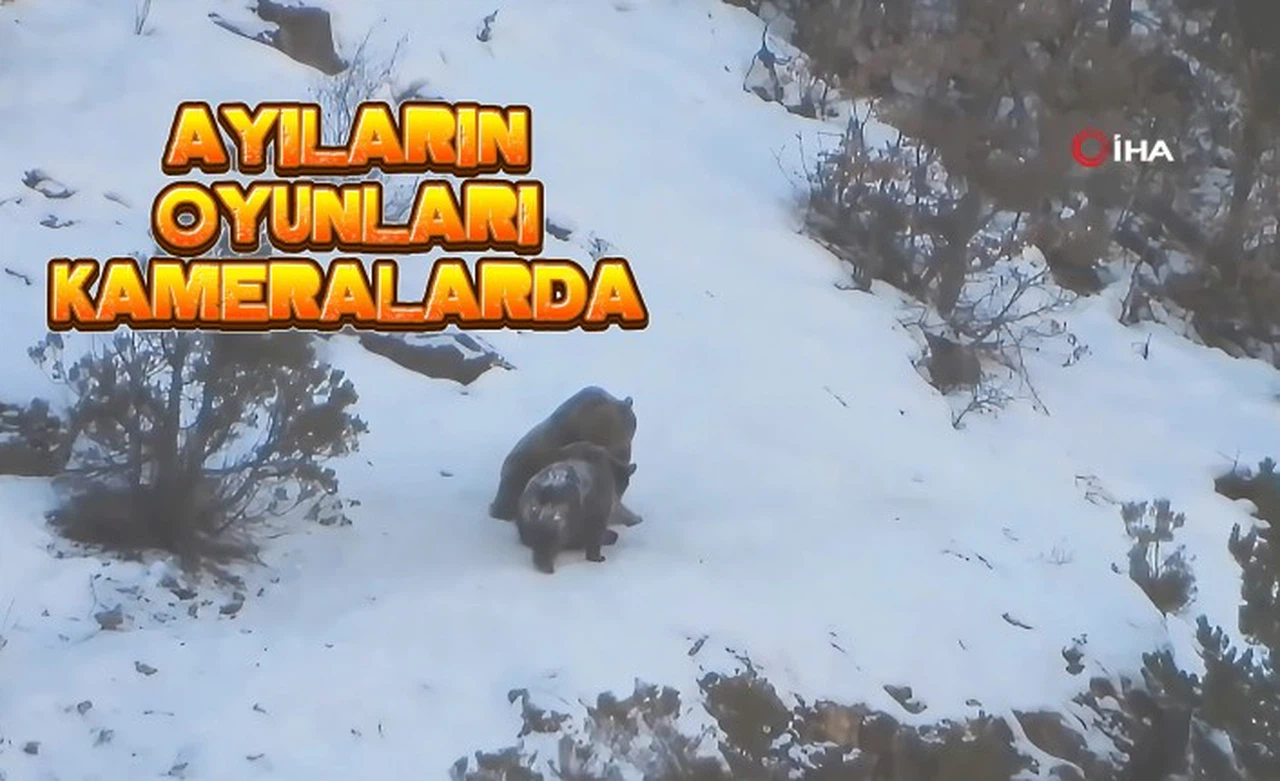 Yavru ayıların karda oyun keyfi kameralara takıldı