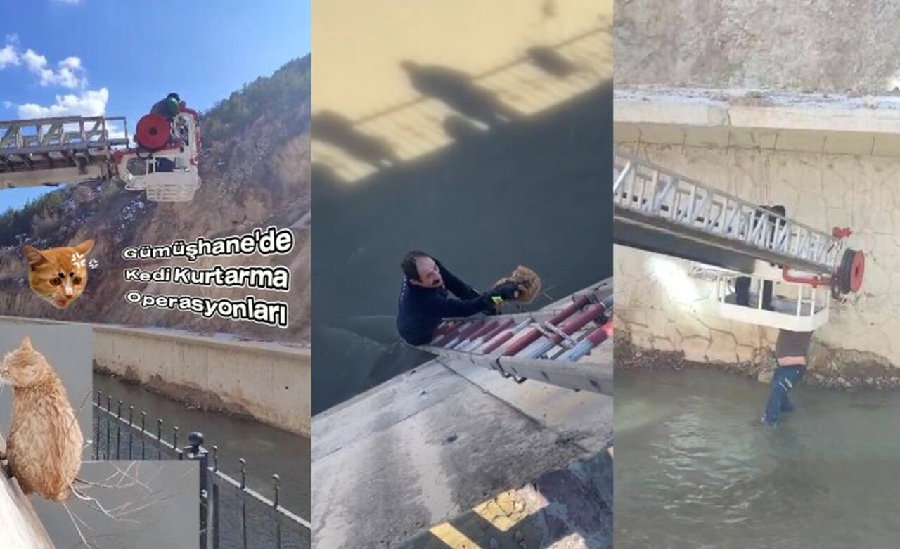 Gümüşhane’de Harşit Çayı’na düşen kediler itfaiyeyi seferber etti