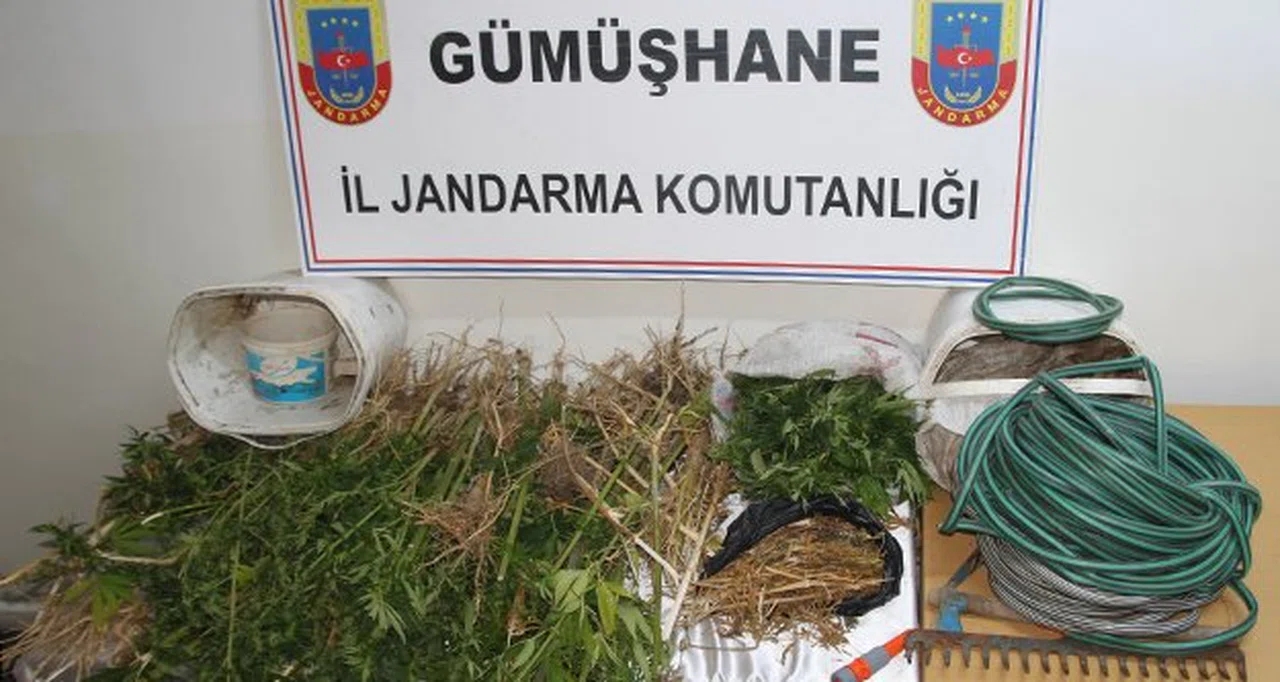 Gümüşhane'de 133 Kök Kenevir ve 980 Gram Kubar Esrar Yakalandı