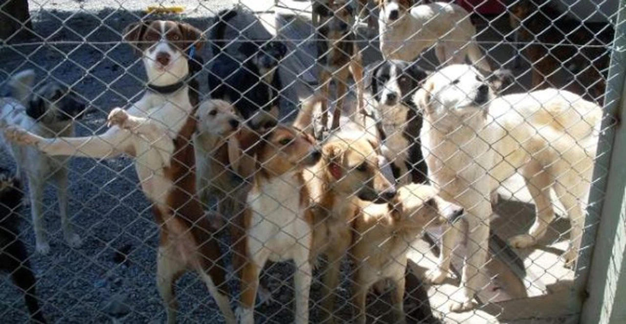 'Hayvan Barınağı Şart Oldu'