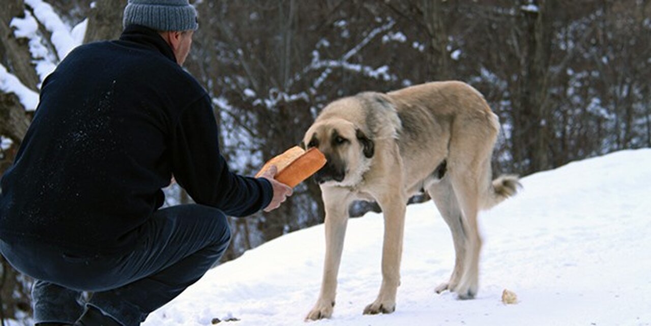 TEMA Yaban Hayatına Sahip Çıktı