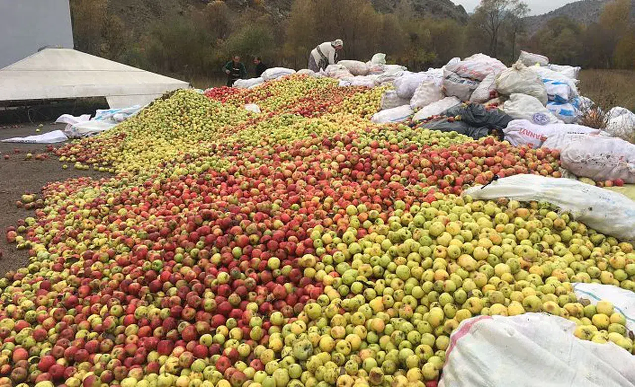 Gümüşsu kuşburnu, döküntü elma ve alıç alımına devam ediyor