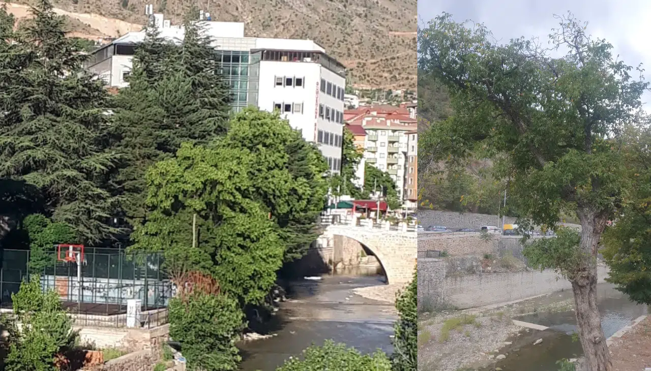 TEMA Vakfından Harşit Çayı kıyısındaki ağaçlar için çağrı