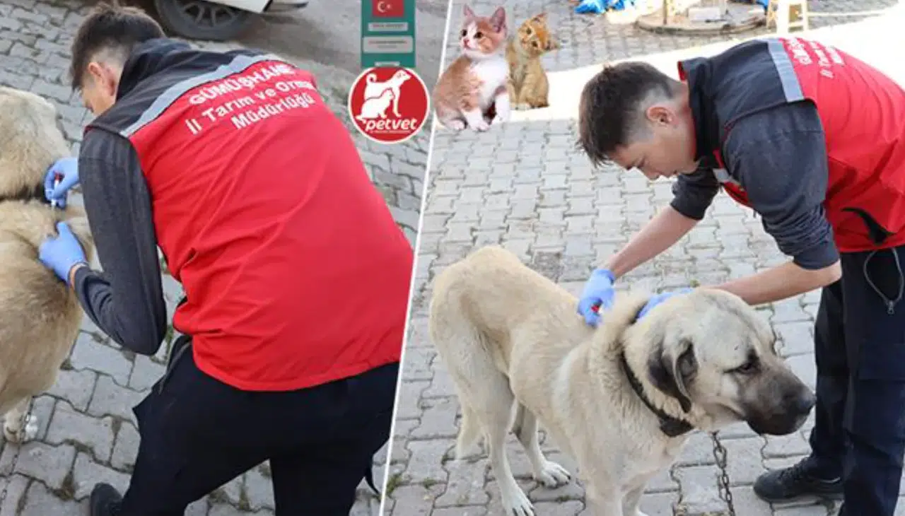 Kedi ve Köpek Sahiplerine Hatırlatma: Dijital Kimlik İçin Son Tarih Yaklaşıyor