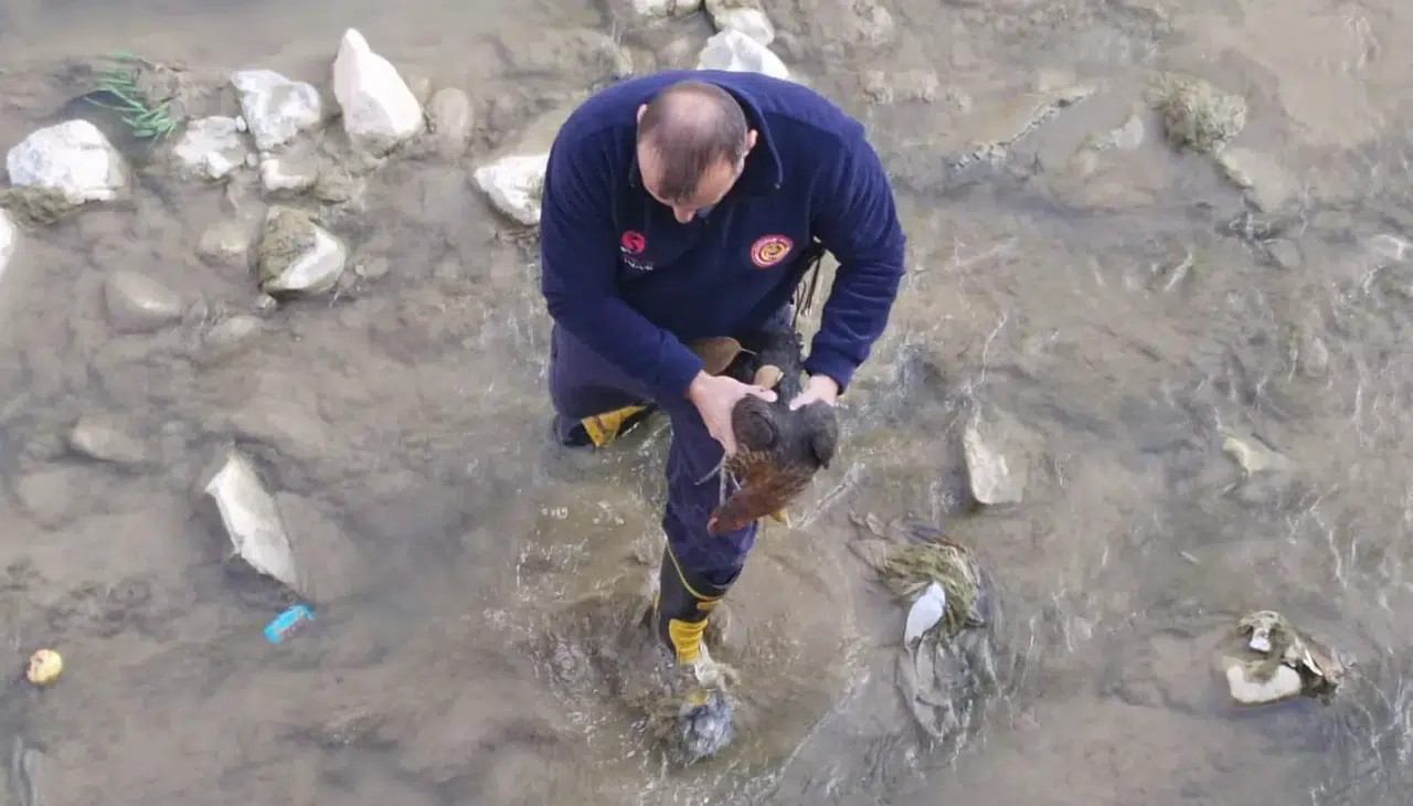 Harşit Çayı'na düşen tavuğu itfaiye kurtardı