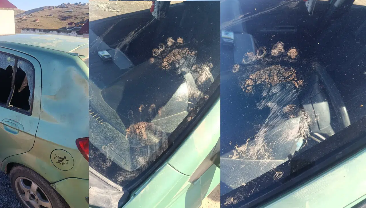 Gümüşhane’de ayı park halindeki araca saldırdı