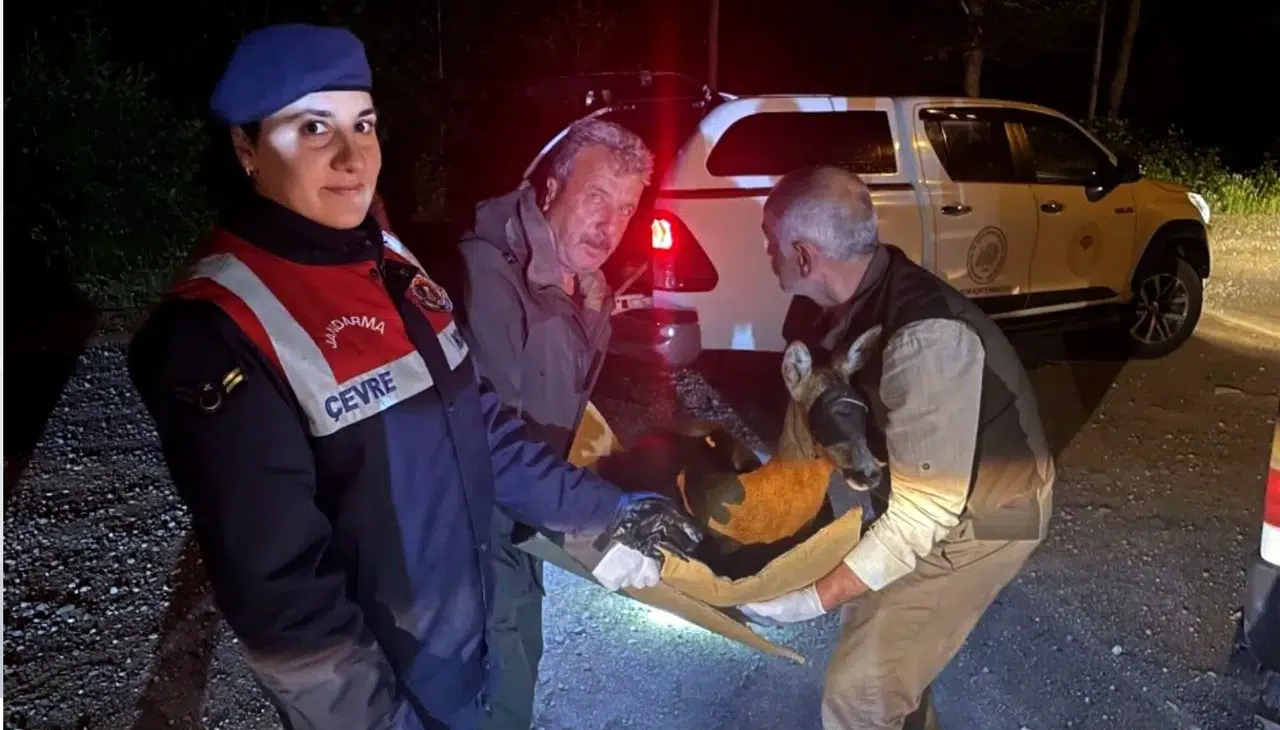 Yaralı karacayı jandarma koruma altına aldı