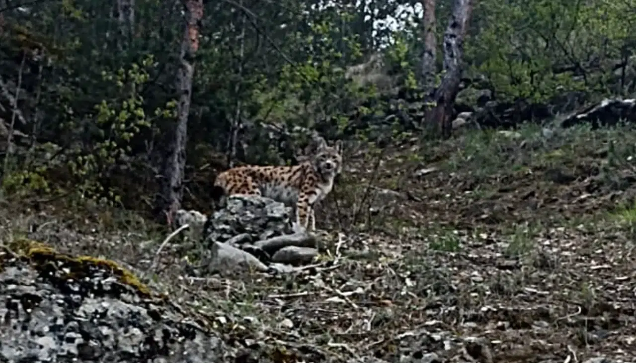 Vaşak bu kez Torul'da görüntülendi